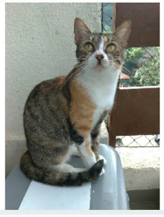 Gato ra a srd idade 7 a 11 meses nome TYNNA