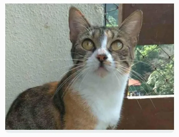 Gato ra a srd idade 7 a 11 meses nome TYNNA