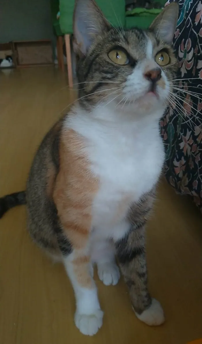 Gato ra a srd idade 7 a 11 meses nome TYNNA