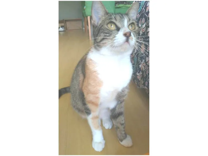 Gato ra a srd idade 7 a 11 meses nome TYNNA