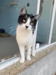 MAGGIE