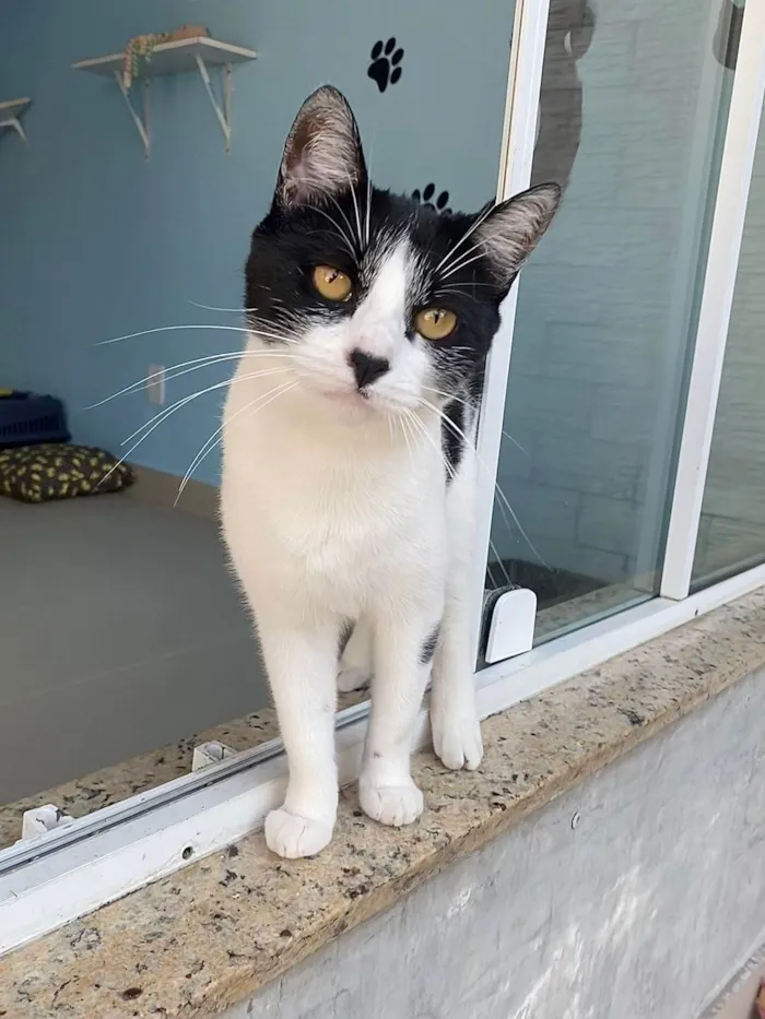 Gato ra a srd frajolinha  idade 2 anos nome MAGGIE