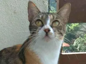 Gato raça srd idade 7 a 11 meses nome TYNNA
