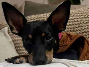 Cachorro raça SRD-ViraLata idade 1 ano nome Zaya Maria