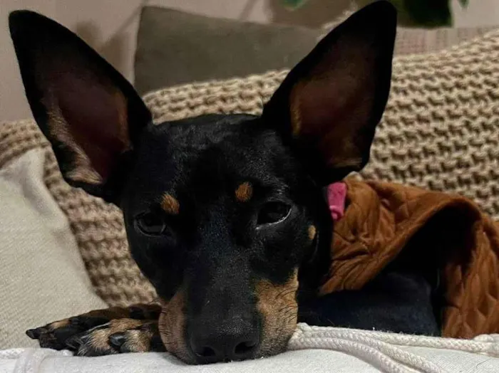 Cachorro ra a SRD-ViraLata idade 1 ano nome Zaya Maria