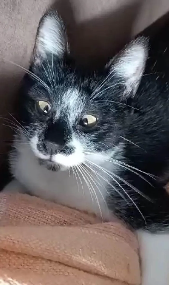Gato ra a srd frajolinha idade 7 a 11 meses nome AYKA