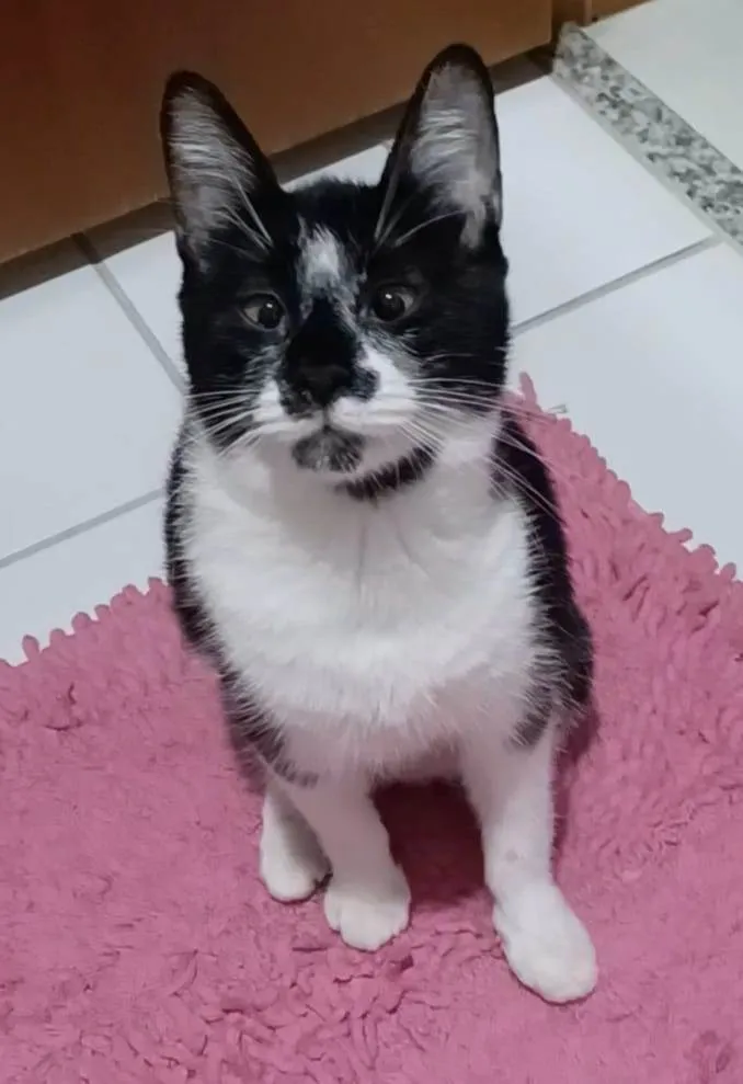 Gato ra a srd frajolinha idade 7 a 11 meses nome AYKA