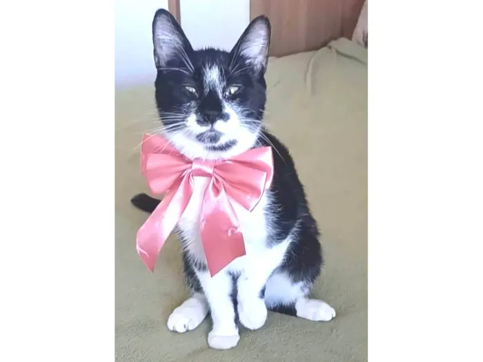 Gato ra a srd frajolinha idade 7 a 11 meses nome AYKA