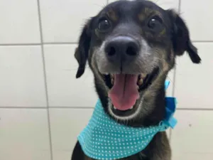 Cachorro raça SRD-ViraLata idade 3 anos nome Janjão