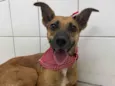 Pit Filha
