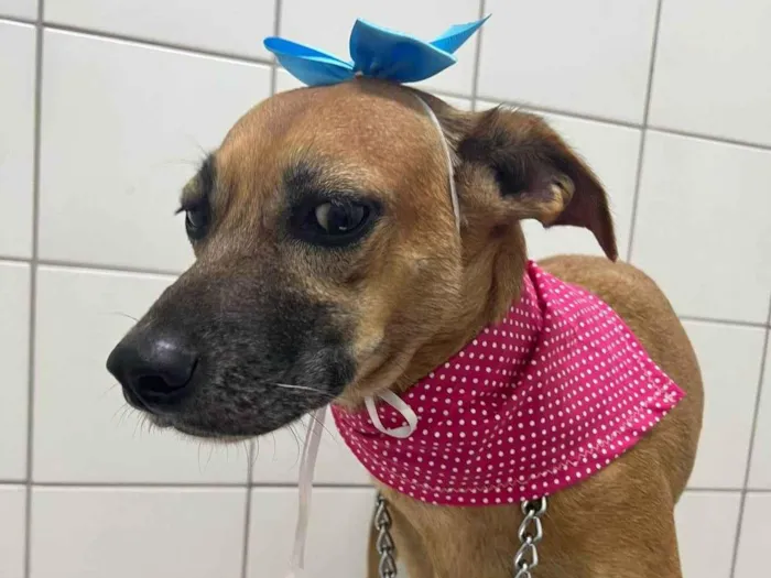 Cachorro ra a SRD-ViraLata idade 5 anos nome Pit Mae