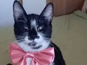 Gato raça srd frajolinha idade 7 a 11 meses nome AYKA