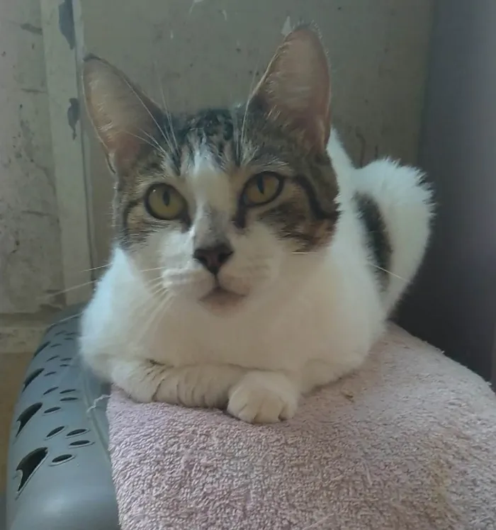 Gato ra a SRD-ViraLata idade 2 anos nome Madonna