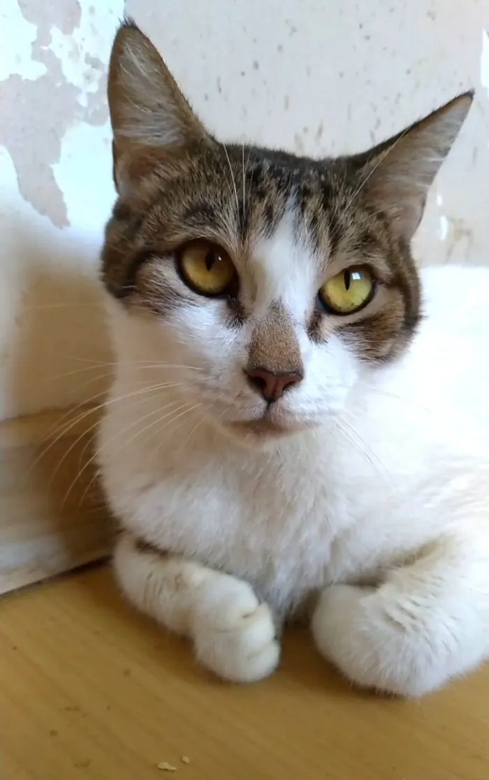 Gato ra a SRD-ViraLata idade 2 anos nome Madonna