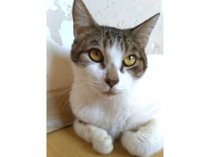 Gato ra a SRD-ViraLata idade 2 anos nome Madonna