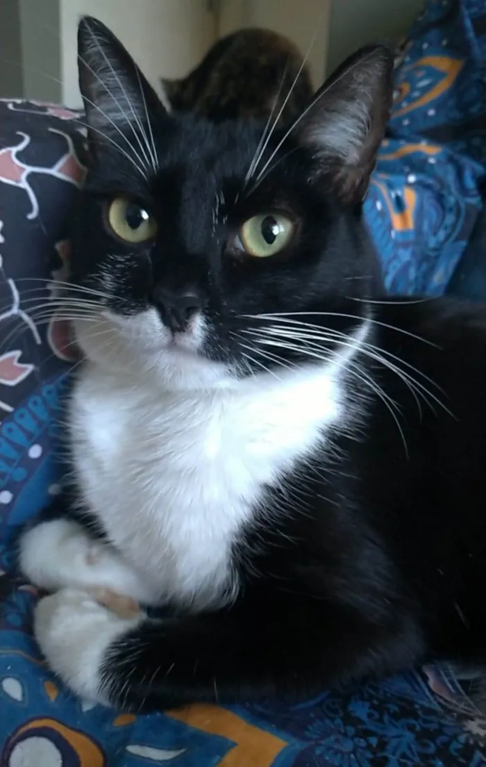 Gato ra a srd frajolinha  idade 2 anos nome LIKA