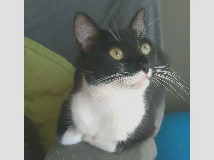 Gato ra a srd frajolinha  idade 2 anos nome LIKA