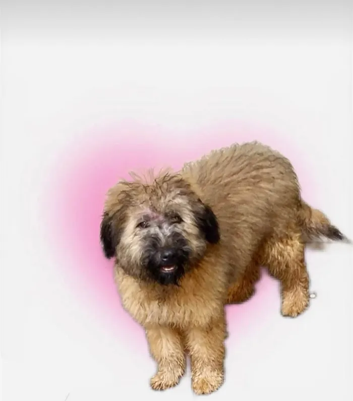 Cachorro raça SRD-ViraLata idade 4 anos nome Luke porteP lindo 