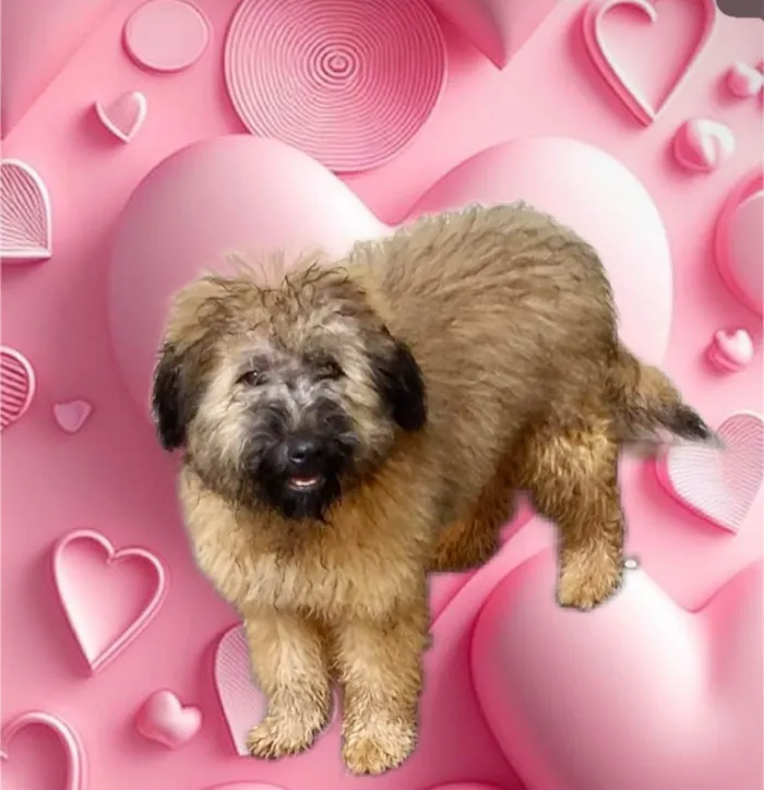 Cachorro raça SRD-ViraLata idade 4 anos nome Luke porteP lindo 