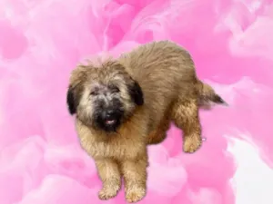 Cachorro raça SRD-ViraLata idade 4 anos nome Luke porteP lindo 