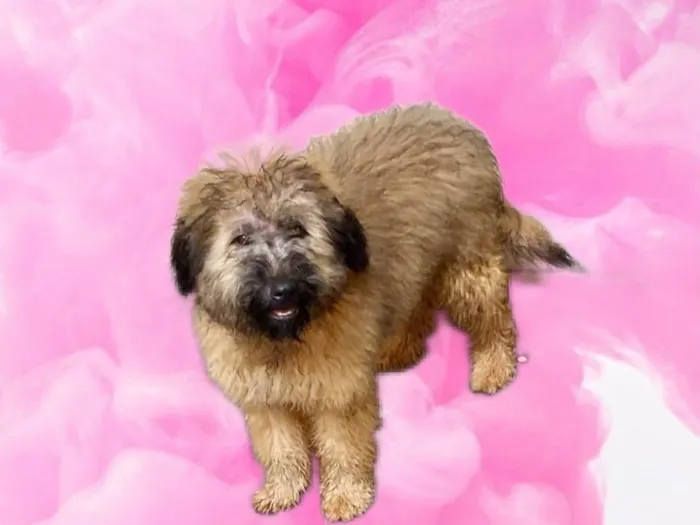 Cachorro raça SRD-ViraLata idade 4 anos nome Luke porteP lindo 