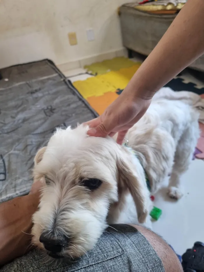 Cachorro ra a Poodle misturado idade 1 ano nome Shazam
