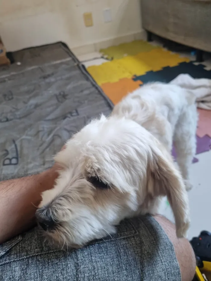 Cachorro ra a Poodle misturado idade 1 ano nome Shazam