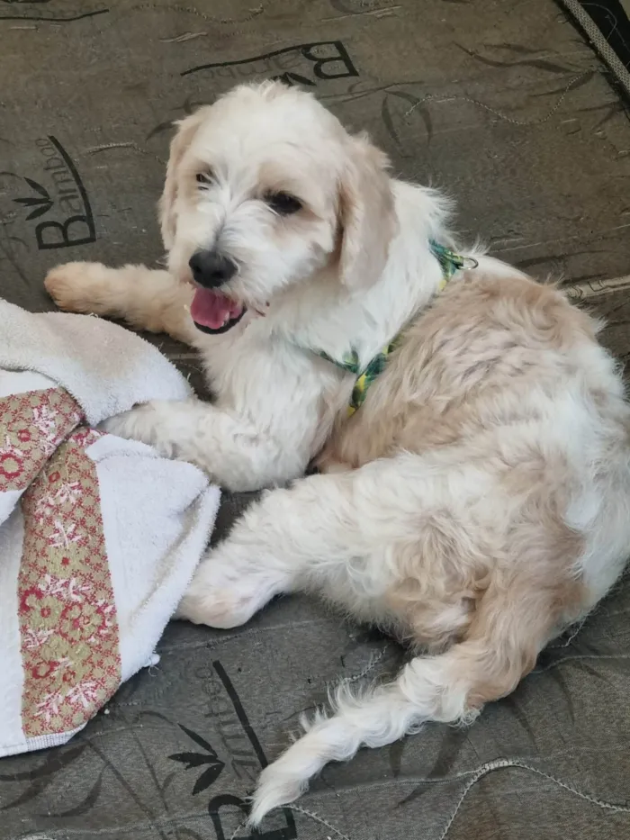 Cachorro ra a Poodle misturado idade 1 ano nome Shazam