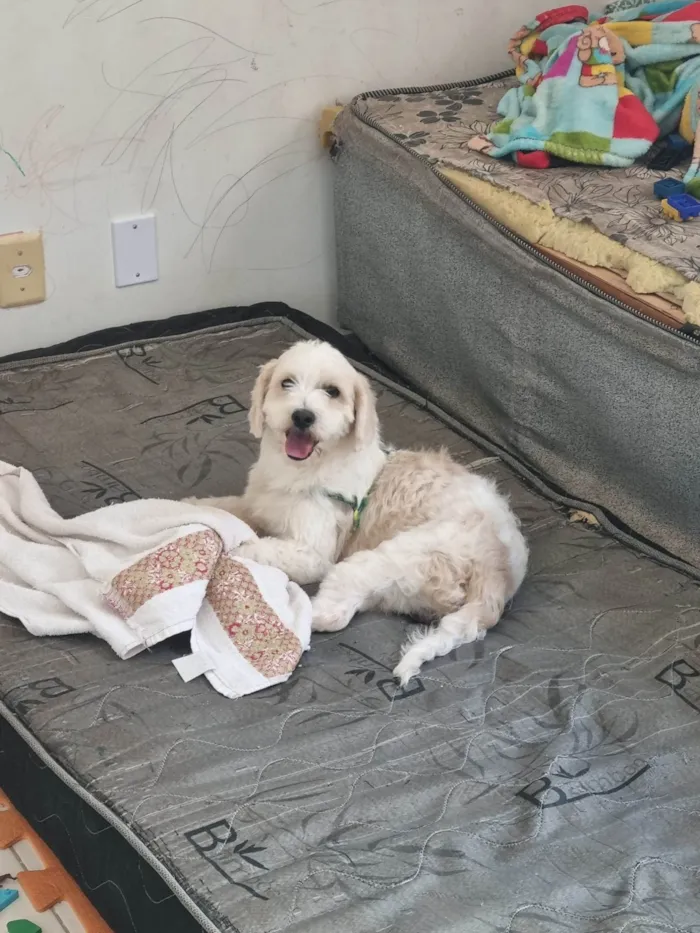 Cachorro ra a Poodle misturado idade 1 ano nome Shazam