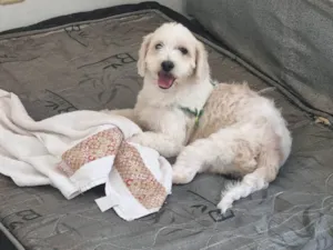 Cachorro raça Poodle misturado idade 1 ano nome Shazam