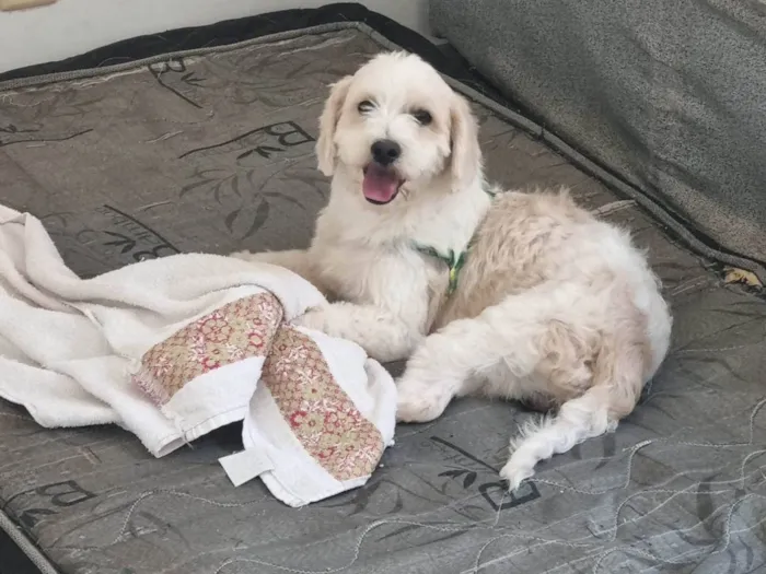 Cachorro ra a Poodle misturado idade 1 ano nome Shazam