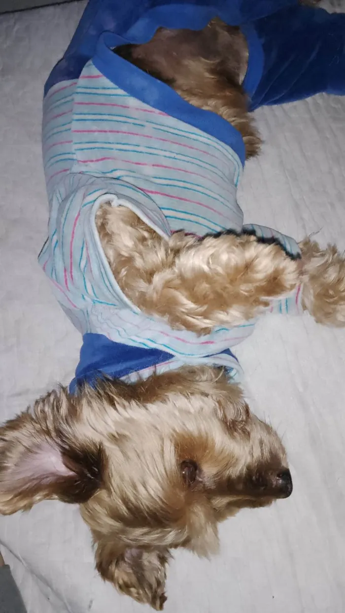 Cachorro ra a Yorkshire idade 5 anos nome Lolo