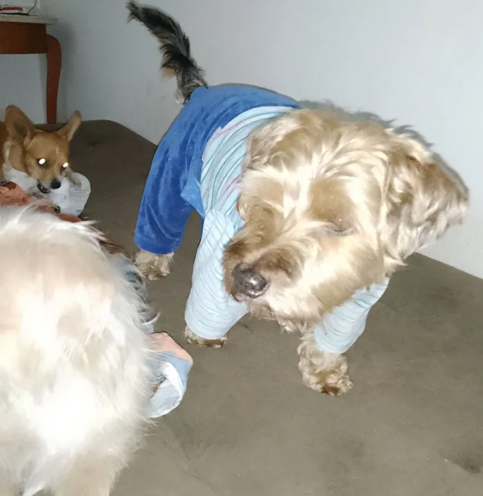 Cachorro ra a Yorkshire idade 5 anos nome Lolo