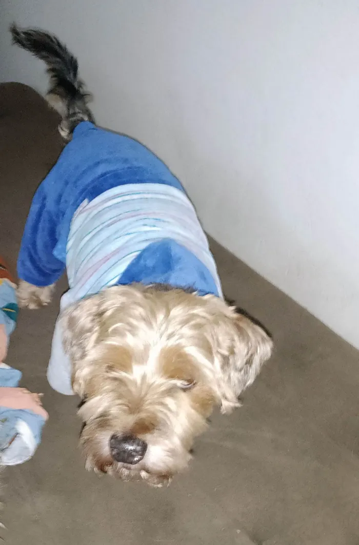 Cachorro ra a Yorkshire idade 5 anos nome Lolo