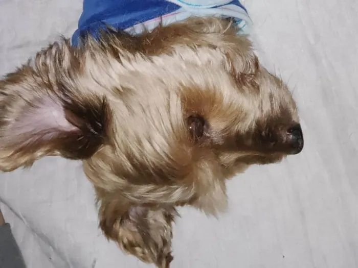 Cachorro ra a Yorkshire idade 5 anos nome Lolo