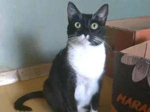 Gato raça srd frajolinha  idade 2 anos nome LIKA
