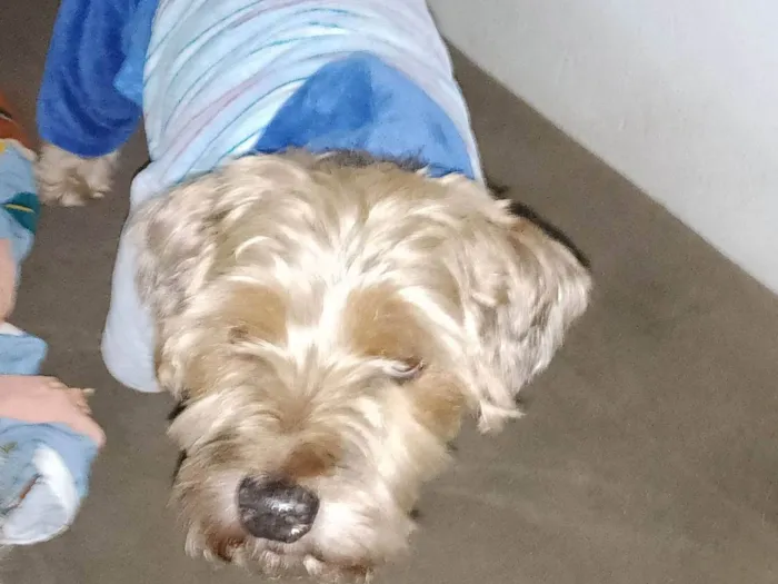 Cachorro ra a Yorkshire idade 5 anos nome Lolo