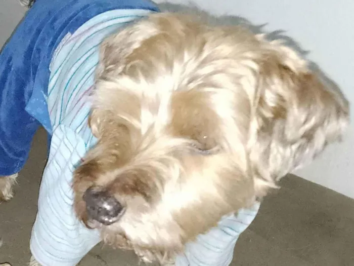 Cachorro ra a Yorkshire idade 5 anos nome Lolo