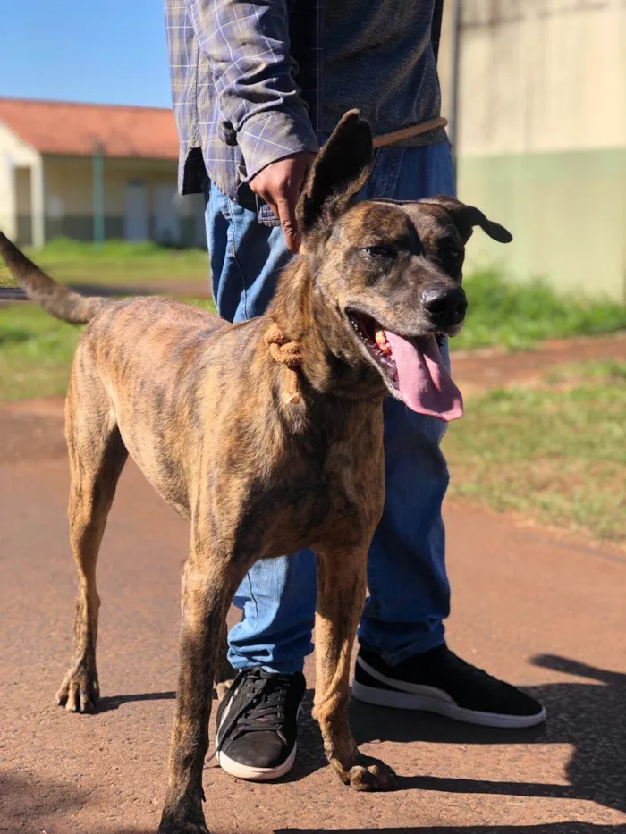 Cachorro ra a SRD-ViraLata idade 4 anos nome Foguinho