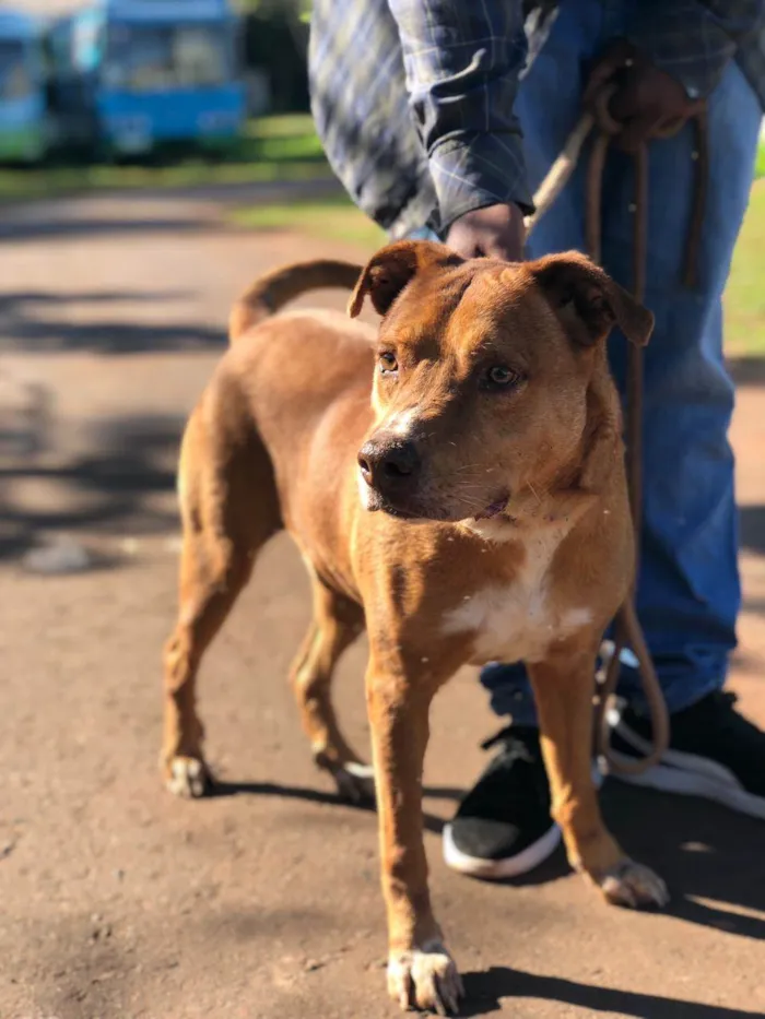 Cachorro ra a SRD-ViraLata idade 3 anos nome Baruk