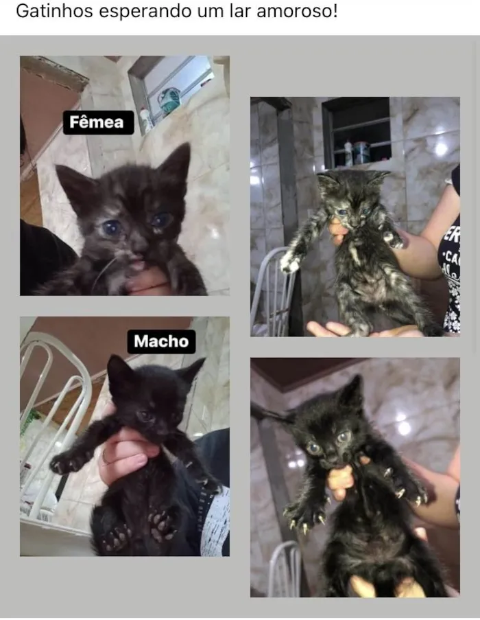 Gato ra a Vira lata  idade 2 a 6 meses nome Peludinho