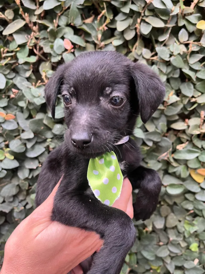 Cachorro raça SRD-ViraLata idade Abaixo de 2 meses nome Chocolate