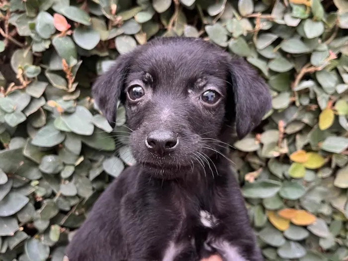 Cachorro raça SRD-ViraLata idade Abaixo de 2 meses nome Chocolate