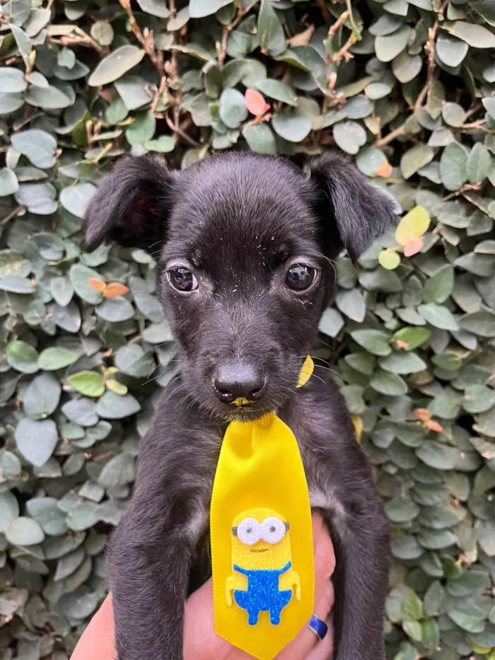 Cachorro raça SRD-ViraLata idade Abaixo de 2 meses nome Café 