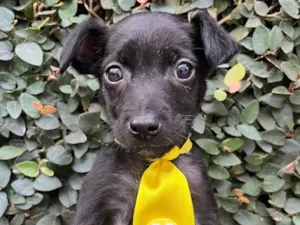 Cachorro raça SRD-ViraLata idade Abaixo de 2 meses nome Café 