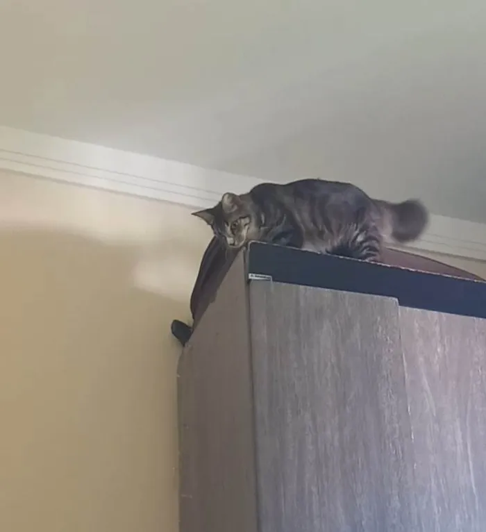 Gato raça Vira lata idade 1 ano nome Mimi