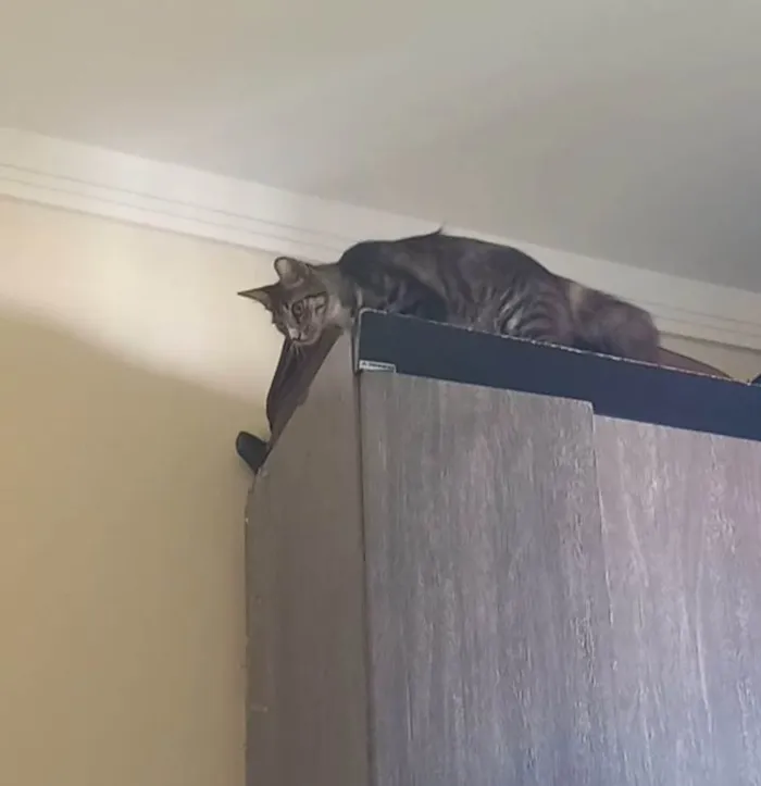 Gato raça Vira lata idade 1 ano nome Mimi