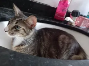 Gato raça Vira lata idade 1 ano nome Mimi