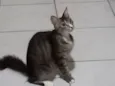 Mimi
