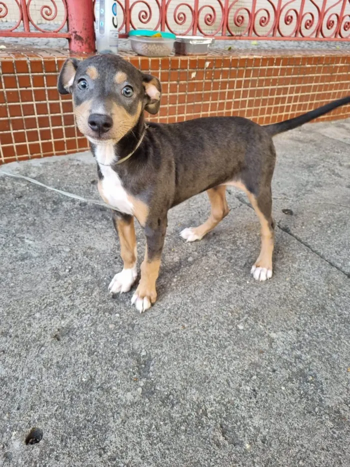 Cachorro ra a SRD-ViraLata idade 2 a 6 meses nome Valquíria 
